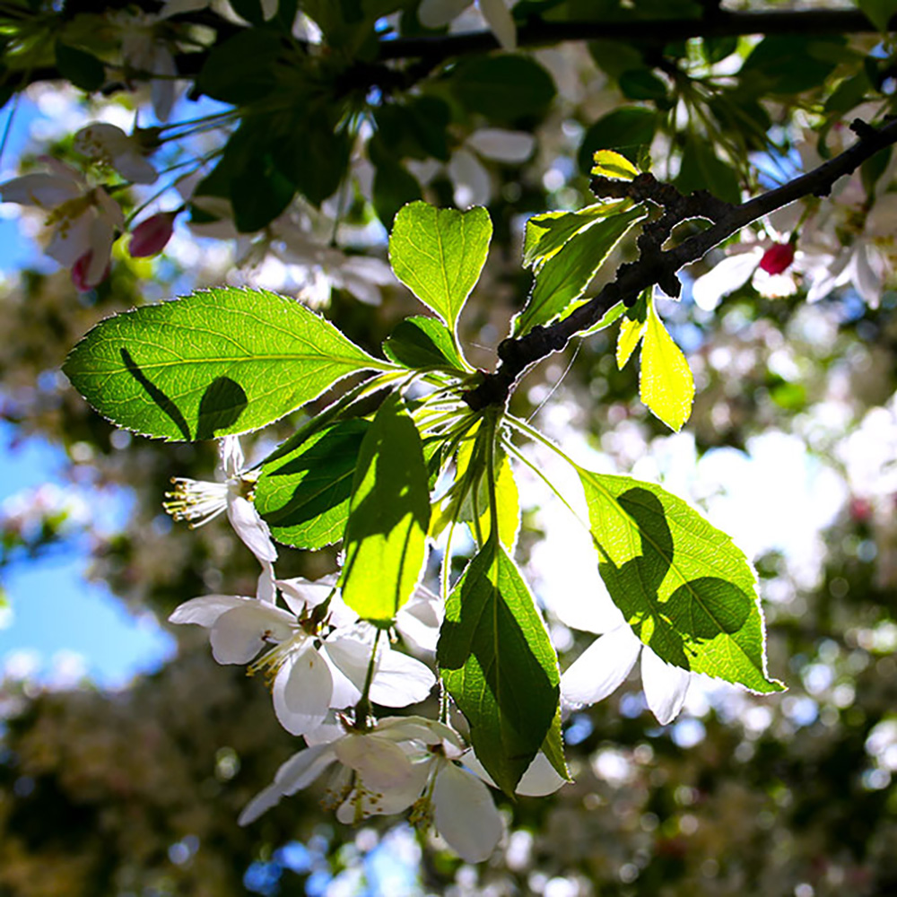 Branch 24x16
