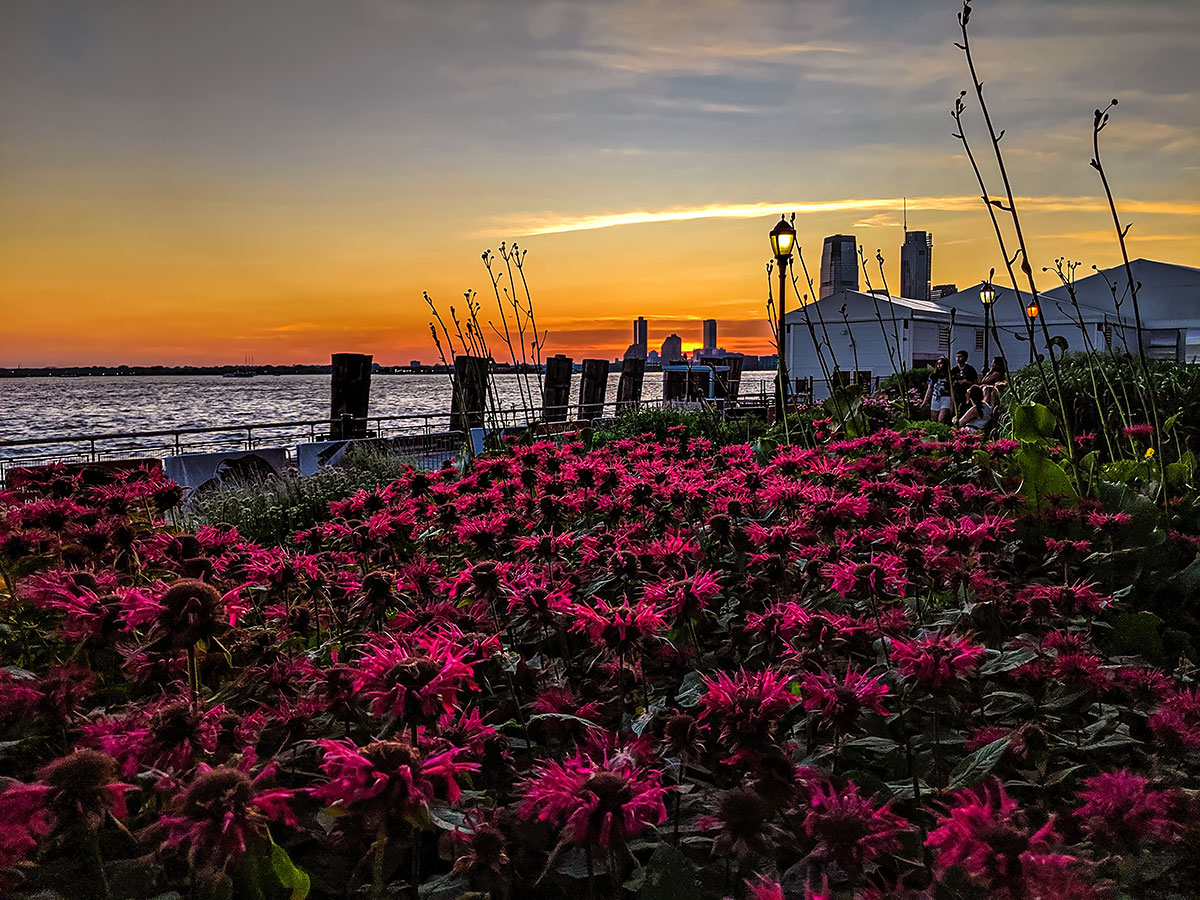 Sea of-Petals